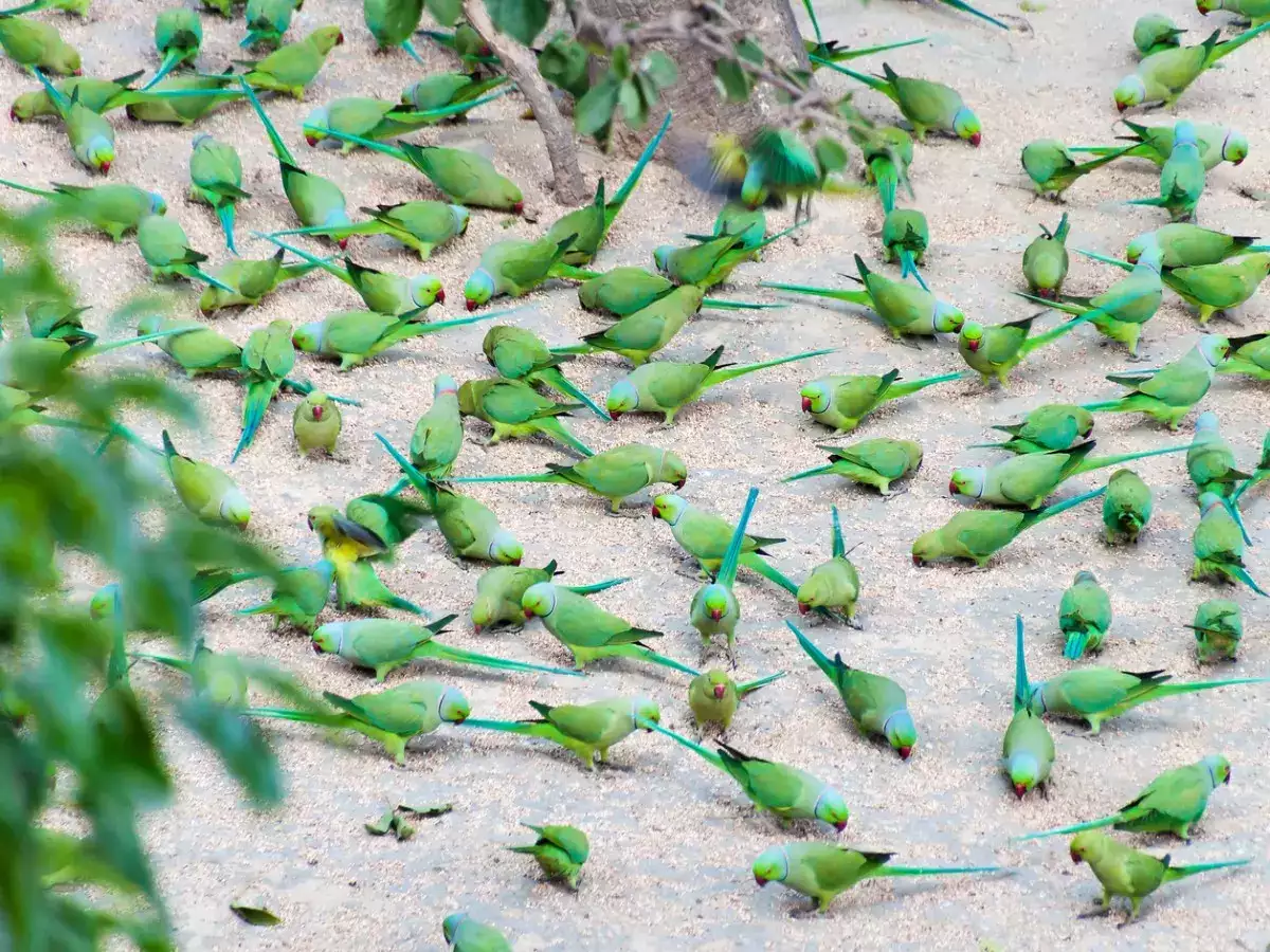 Parrot Island near Baratang